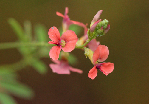 Indigastrum costatum image