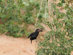 Bycanistes bucinator