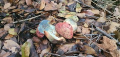 Rubroboletus lupinus