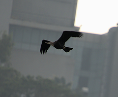 Anhinga melanogaster