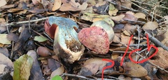 Rubroboletus lupinus
