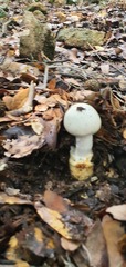 Amanita proxima