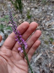 Comesperma virgatum