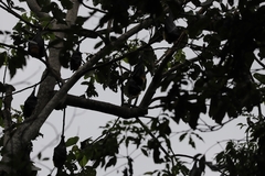 Pteropus conspicillatus