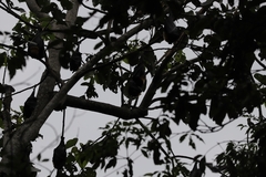 Pteropus conspicillatus