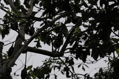 Pteropus conspicillatus