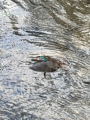 Neurobasis chinensis