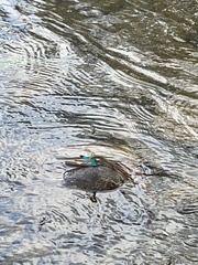 Neurobasis chinensis