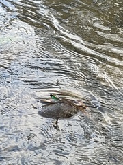 Neurobasis chinensis