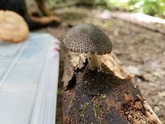 Pluteus americanus