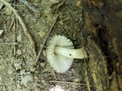 Pluteus americanus