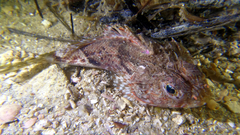 Maxillicosta scabriceps