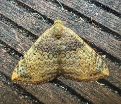 Chrysolarentia mecynata