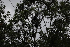 Pteropus conspicillatus