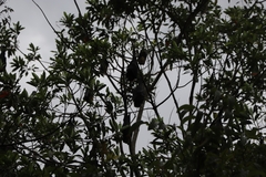 Pteropus conspicillatus