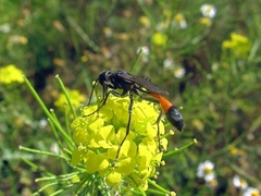 Ammophila sabulosa