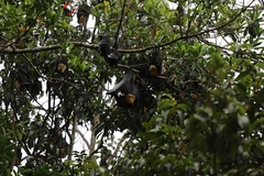 Pteropus conspicillatus