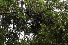 Pteropus conspicillatus