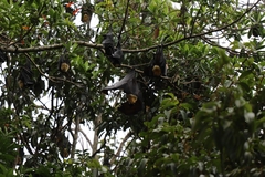 Pteropus conspicillatus