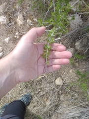 Lycium schweinfurthii