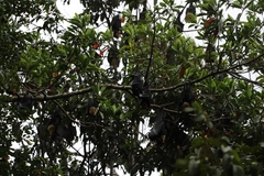 Pteropus conspicillatus