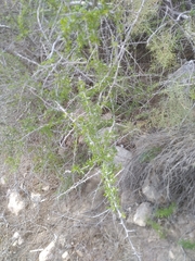 Lycium schweinfurthii