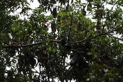 Pteropus conspicillatus