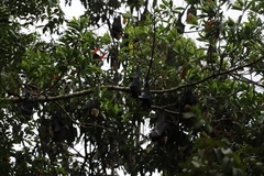 Pteropus conspicillatus