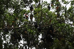 Pteropus conspicillatus