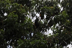 Pteropus conspicillatus