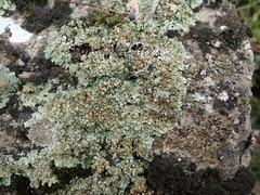 Squamarina cartilaginea