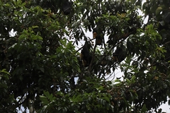 Pteropus conspicillatus