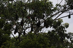 Pteropus conspicillatus