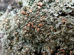 Squamarina cartilaginea