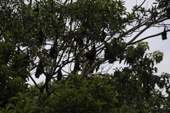 Pteropus conspicillatus