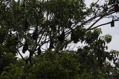 Pteropus conspicillatus