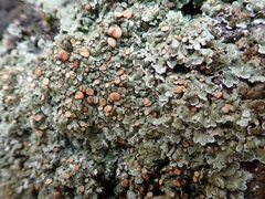 Squamarina cartilaginea