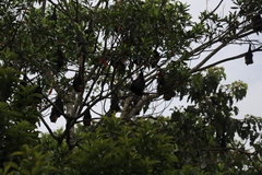 Pteropus conspicillatus