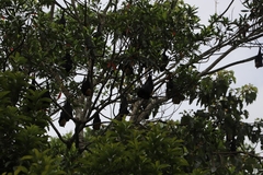 Pteropus conspicillatus