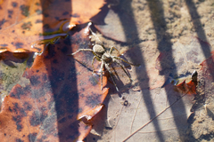 Pardosa pseudoannulata