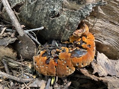 Inonotus