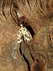 Pseudocoremia leucelaea