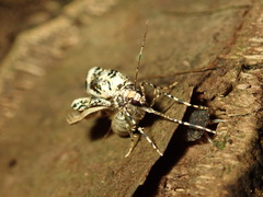 Pseudocoremia leucelaea