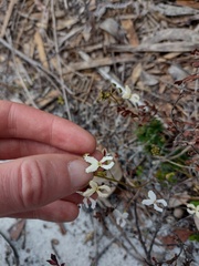 Stylidium spinulosum