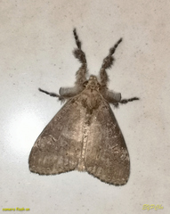 Dasychira chekiangensis