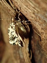 Pseudocoremia leucelaea