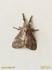 Dasychira chekiangensis