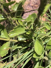 Chascanum hederaceum
