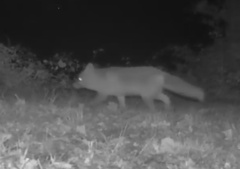 Vulpes vulpes crucigera