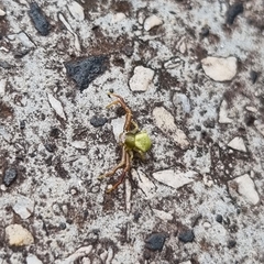 Misumenoides